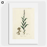 1-72_Medical-Botany_picture