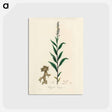 アートポストカード-Cloves Eugenia caryophyllata Illustration
 - 薬用植物学 Postcard.