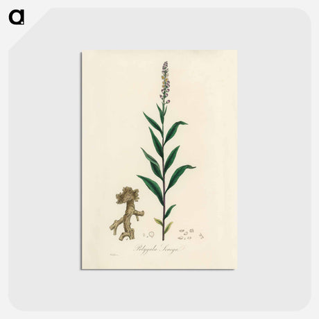 アートポストカード-Cloves Eugenia caryophyllata Illustration
 - 薬用植物学 Postcard.