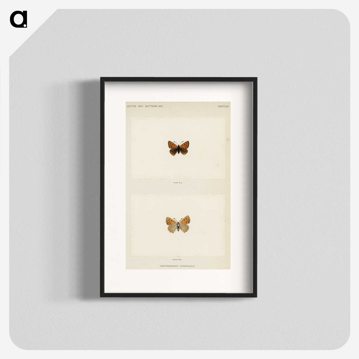 1-72_Moths-and-Butterflies-of-the-United-States_blk