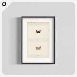 1-72_Moths-and-Butterflies-of-the-United-States_blk