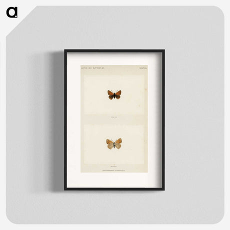 1-72_Moths-and-Butterflies-of-the-United-States_blk