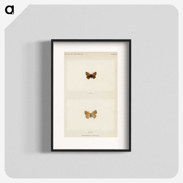 1-72_Moths-and-Butterflies-of-the-United-States_blk