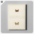1-72_Moths-and-Butterflies-of-the-United-States_canvas