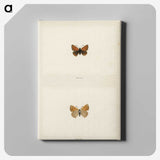 1-72_Moths-and-Butterflies-of-the-United-States_canvas