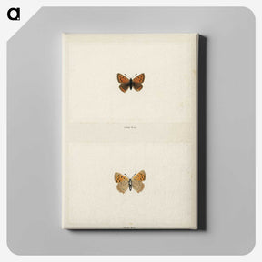 1-72_Moths-and-Butterflies-of-the-United-States_canvas