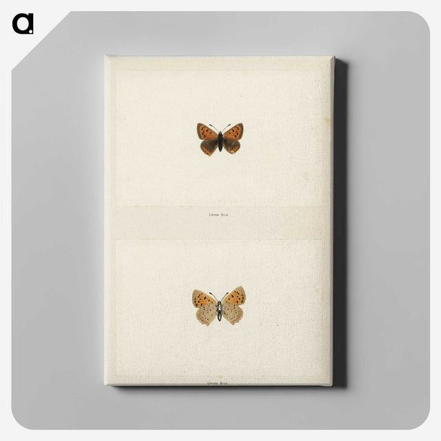 1-72_Moths-and-Butterflies-of-the-United-States_canvas