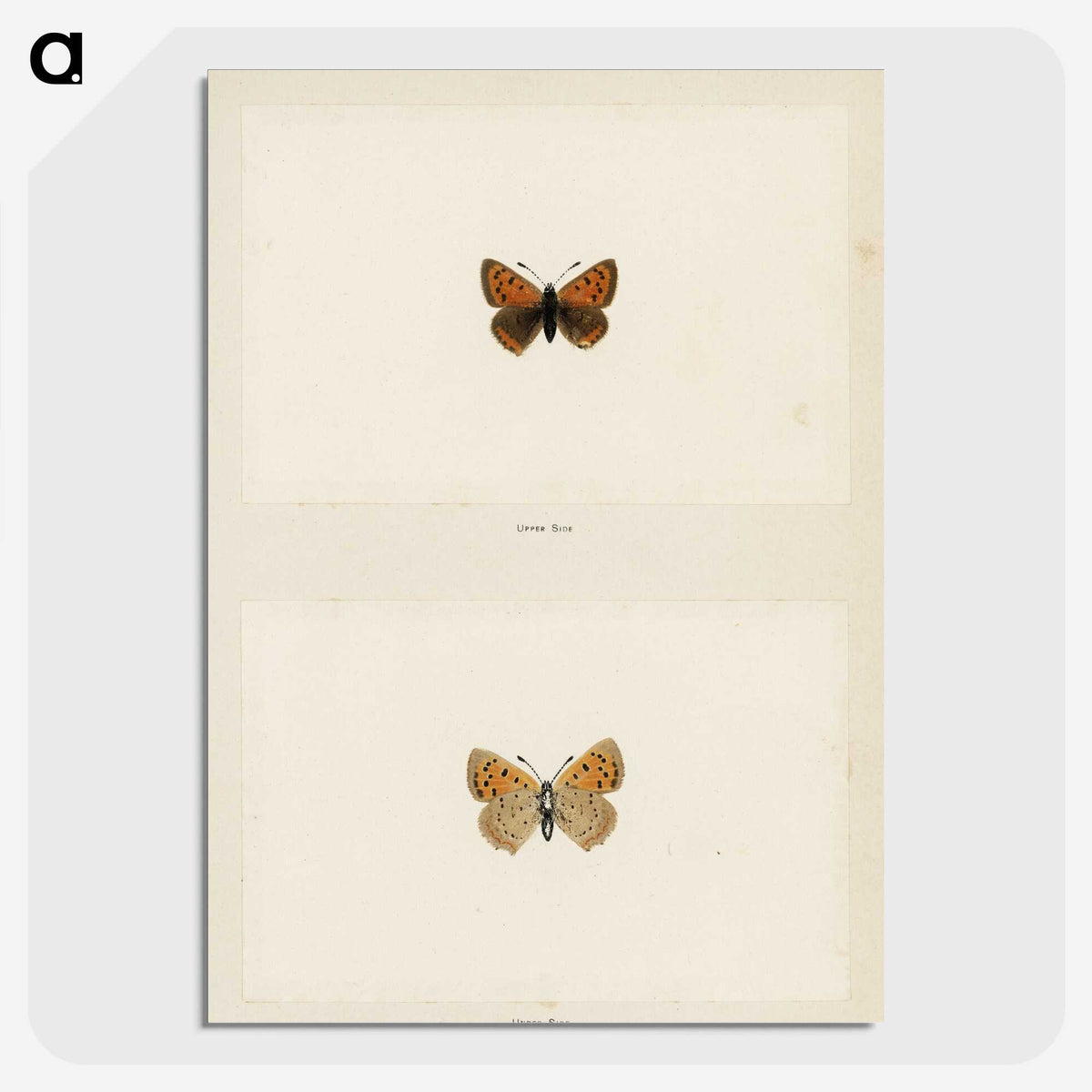1-72_Moths-and-Butterflies-of-the-United-States_picture-crop