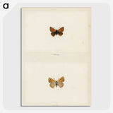 1-72_Moths-and-Butterflies-of-the-United-States_picture-crop
