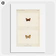 1-72_Moths-and-Butterflies-of-the-United-States_picture