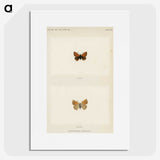 1-72_Moths-and-Butterflies-of-the-United-States_picture