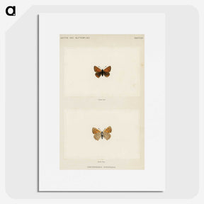 1-72_Moths-and-Butterflies-of-the-United-States_picture