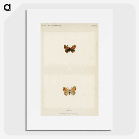 1-72_Moths-and-Butterflies-of-the-United-States_picture