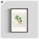 1-72_Native-Flowering-Plants-of-New-Zealand_blk