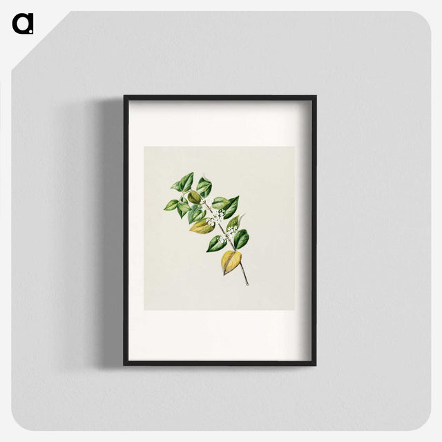 1-72_Native-Flowering-Plants-of-New-Zealand_blk