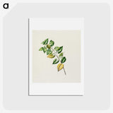 1-72_Native-Flowering-Plants-of-New-Zealand_hagaki