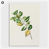 1-72_Native-Flowering-Plants-of-New-Zealand_picture-crop