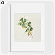 1-72_Native-Flowering-Plants-of-New-Zealand_picture