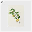 1-72_Native-Flowering-Plants-of-New-Zealand_postcard