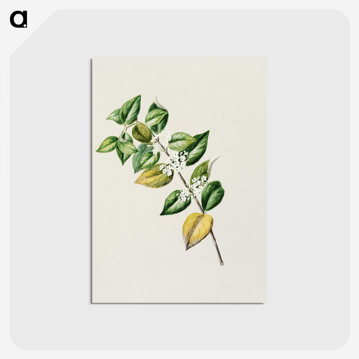 1-72_Native-Flowering-Plants-of-New-Zealand_postcard