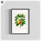 1-72_Nederlandsche-Flora-en-Pomona_blk