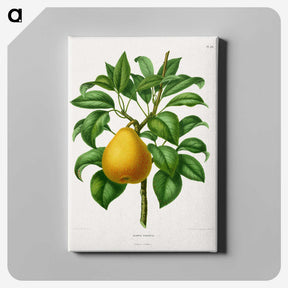 1-72_Nederlandsche-Flora-en-Pomona_canvas