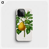 1-72_Nederlandsche-Flora-en-Pomona_phone