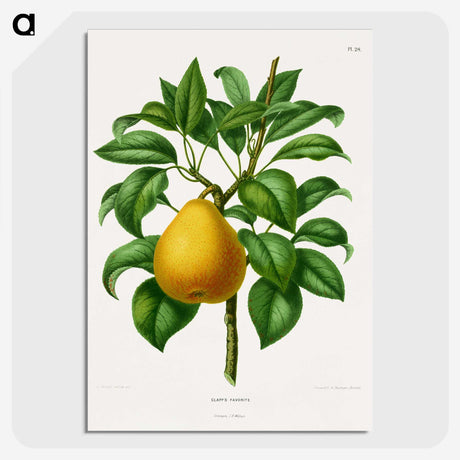 1-72_Nederlandsche-Flora-en-Pomona_picture-crop