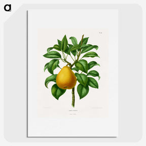 1-72_Nederlandsche-Flora-en-Pomona_picture