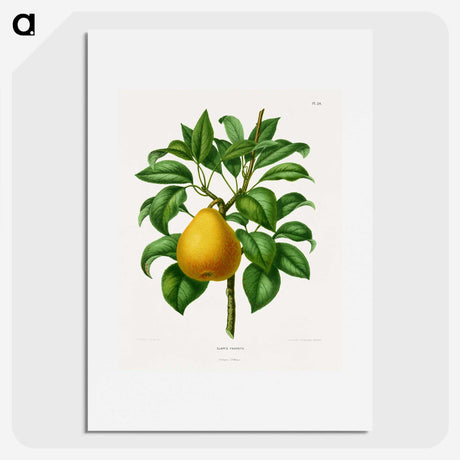 1-72_Nederlandsche-Flora-en-Pomona_picture