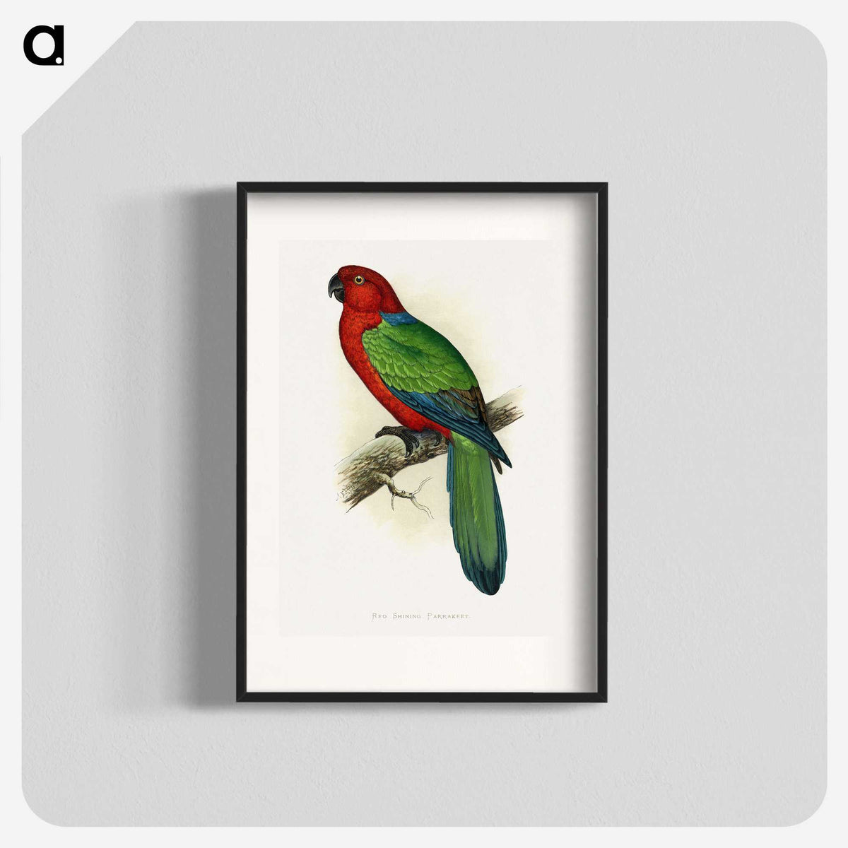 1-72_Parrots-in-Captivity_blk