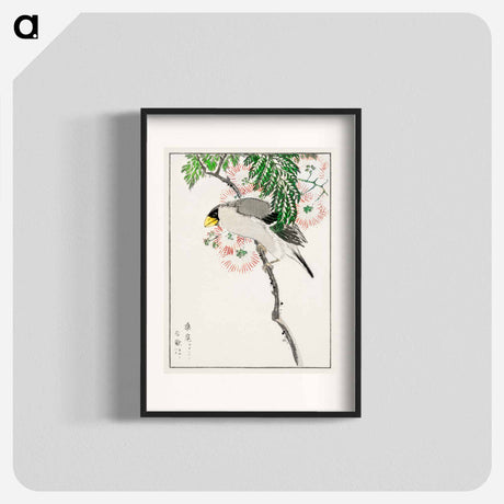 アートポスター-Japanese Masked Hawfinch and Silk Tree
 - 鳥類図鑑 Poster.
