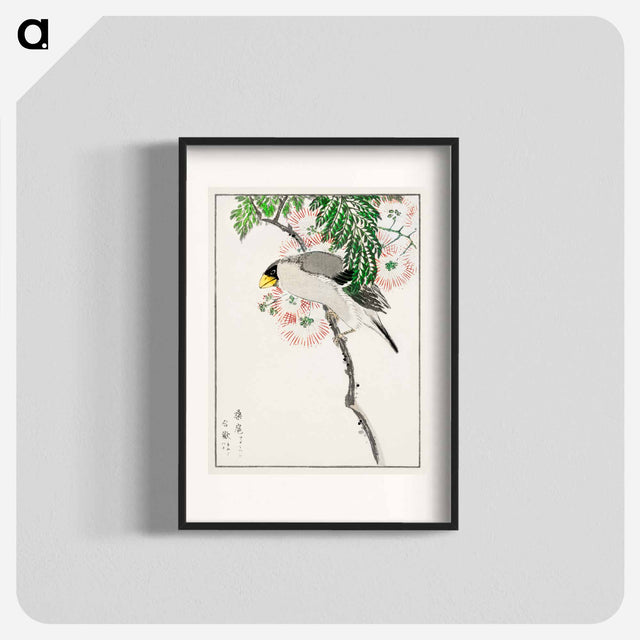 アートポスター-Japanese Masked Hawfinch and Silk Tree
 - 鳥類図鑑 Poster.
