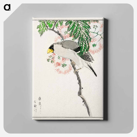 アートパネル-Japanese Masked Hawfinch and Silk Tree
 - 鳥類図鑑 Canvas.