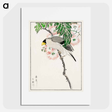 アートポスター-Japanese Masked Hawfinch and Silk Tree
 - 鳥類図鑑 Poster.
