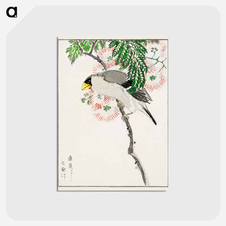 アートポストカード-Japanese Masked Hawfinch and Silk Tree
 - 鳥類図鑑 Postcard.
