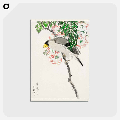 Japanese Masked Hawfinch and Silk Tree
 - 鳥類図鑑 Postcard.