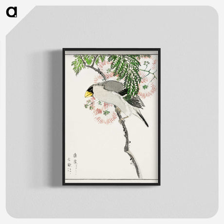 1-72_Pictorial-Monograph-of-Birds_blk-crop