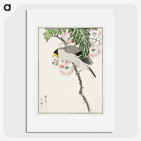 1-72_Pictorial-Monograph-of-Birds_picture