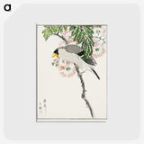 1-72_Pictorial-Monograph-of-Birds_postcard