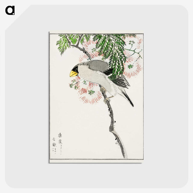 1-72_Pictorial-Monograph-of-Birds_postcard