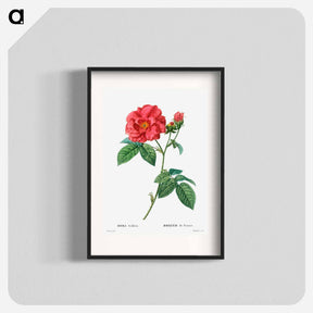 アートポスター-French rose - ピエール ジョゼフ ルドゥーテ Poster.