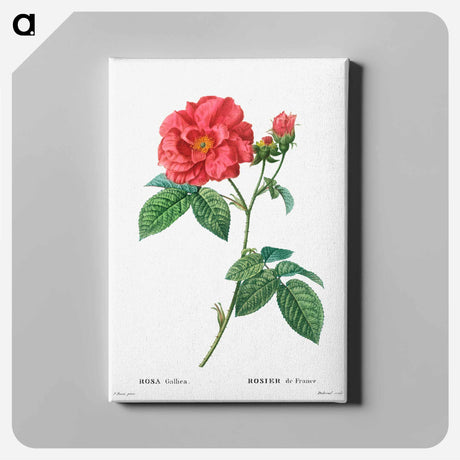 アートパネル-French rose - ピエール ジョゼフ ルドゥーテ Canvas.