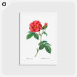 アートポストカード-French rose - ピエール ジョゼフ ルドゥーテ Postcard.