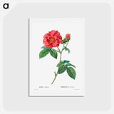 アートポストカード-French rose - ピエール ジョゼフ ルドゥーテ Postcard.
