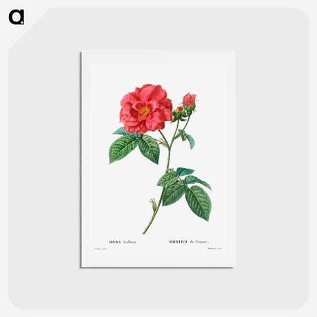 アートポストカード-French rose - ピエール ジョゼフ ルドゥーテ Postcard.