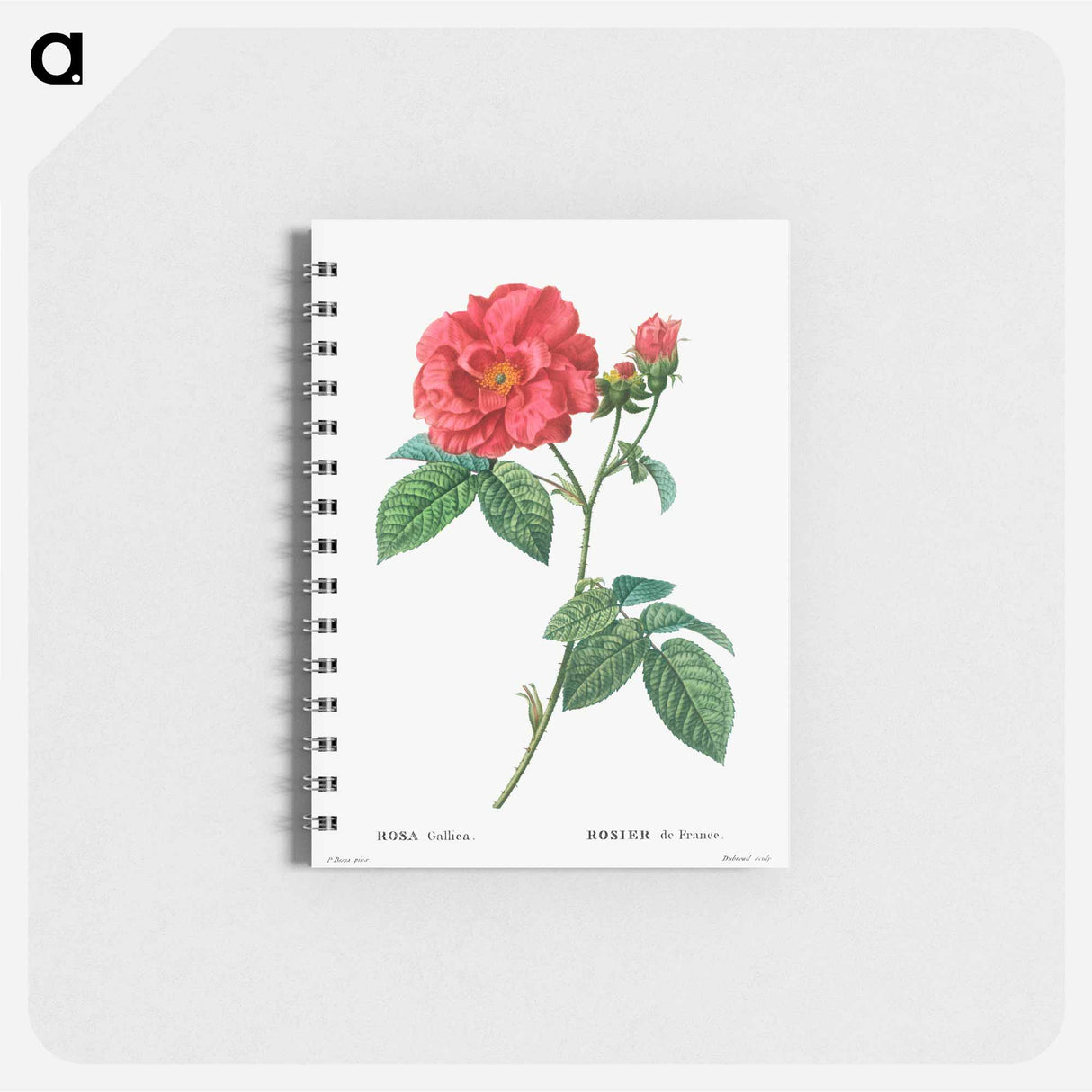 French rose - ピエール ジョゼフ ルドゥーテ Memo.