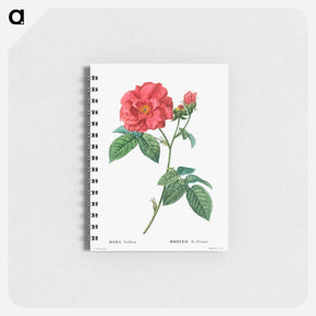 アートメモ帳-French rose - ピエール ジョゼフ ルドゥーテ Memo.