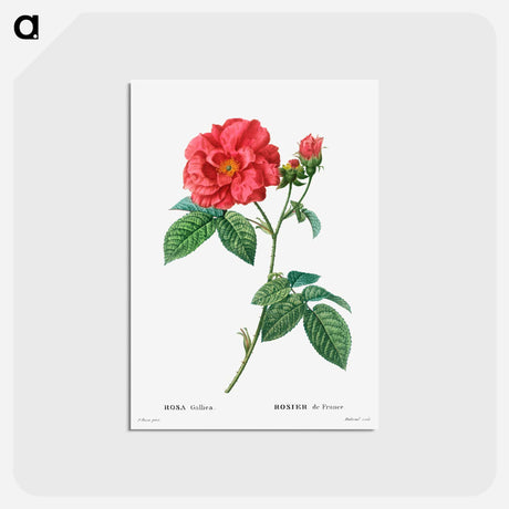 アートポストカード-French rose - ピエール ジョゼフ ルドゥーテ Postcard.