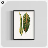 1-72_Plants-with-Colored-Foliage_blk-crop